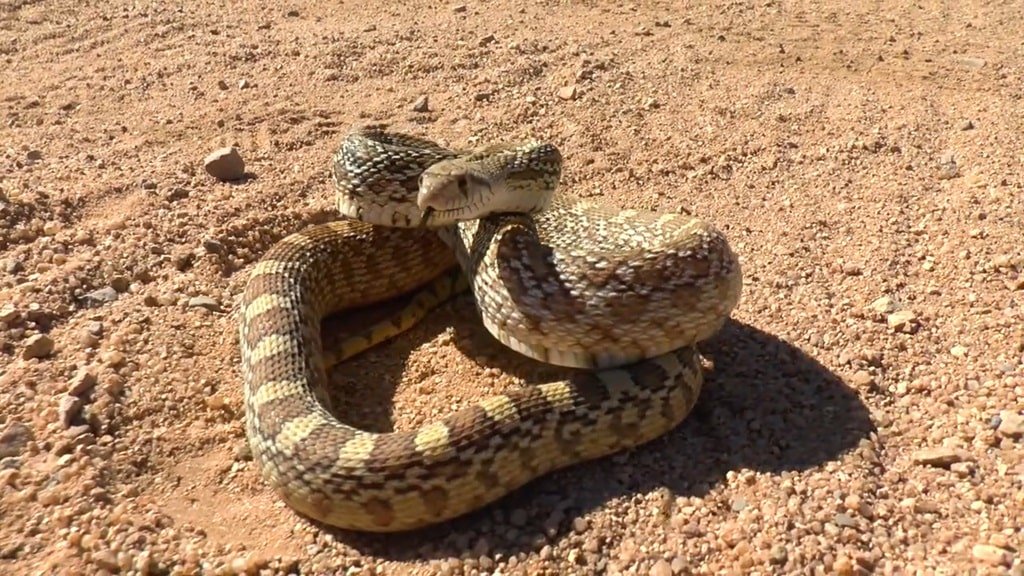 Black-Tailed Rattlesnake