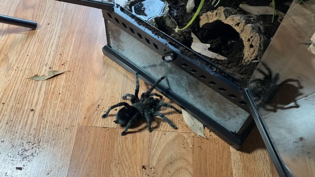 Black Tarantula