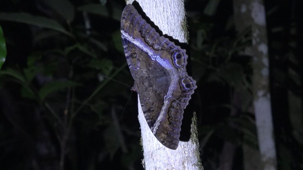 Black Witch Moth