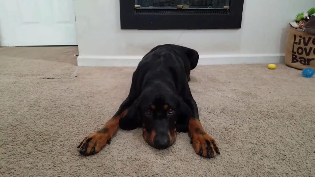 Black and Tan Coonhound