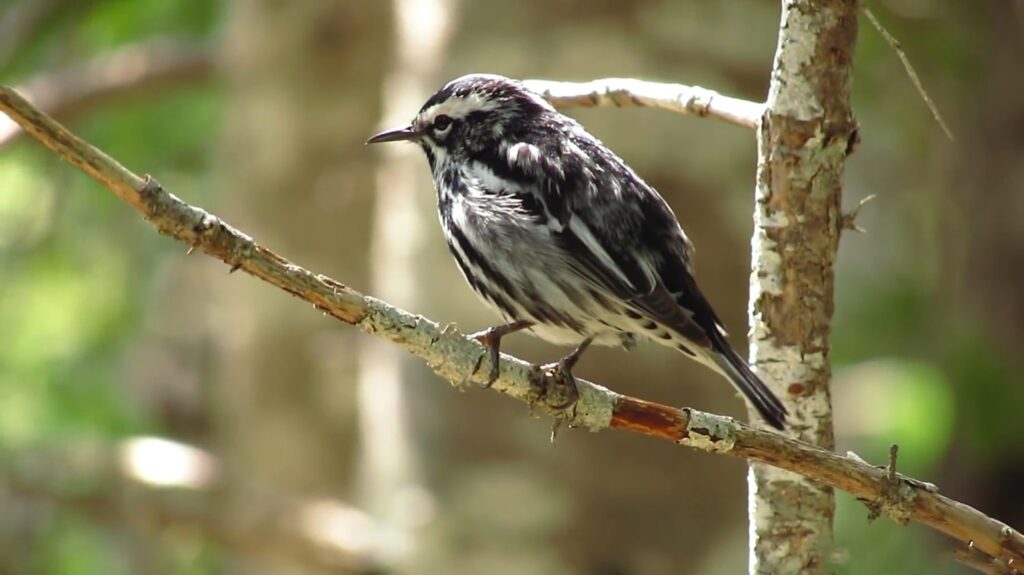 Black and White Warbler