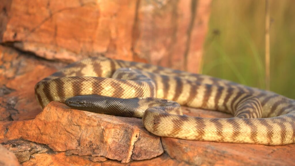 Black-headed Python