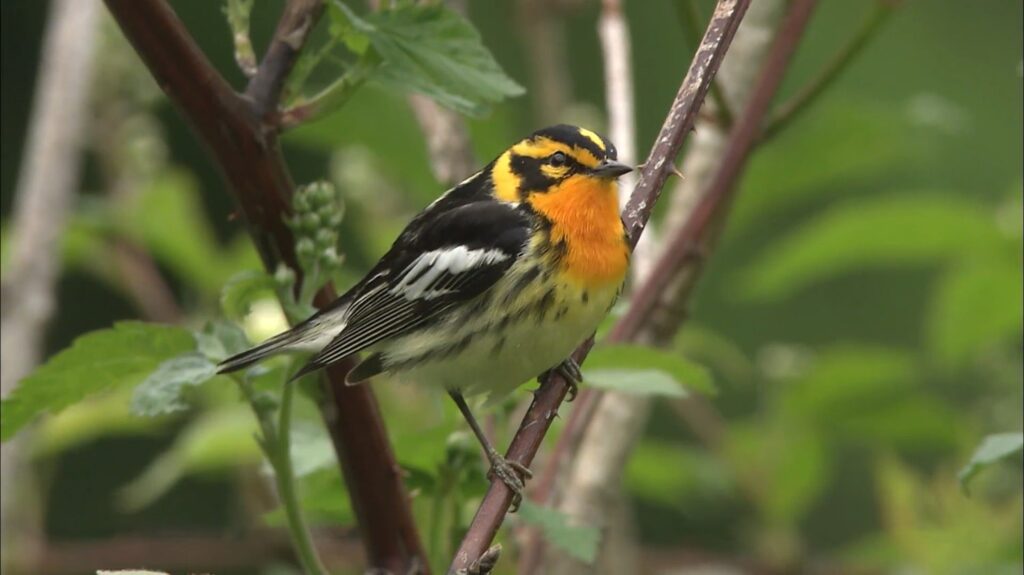 Blackburnian Warbler