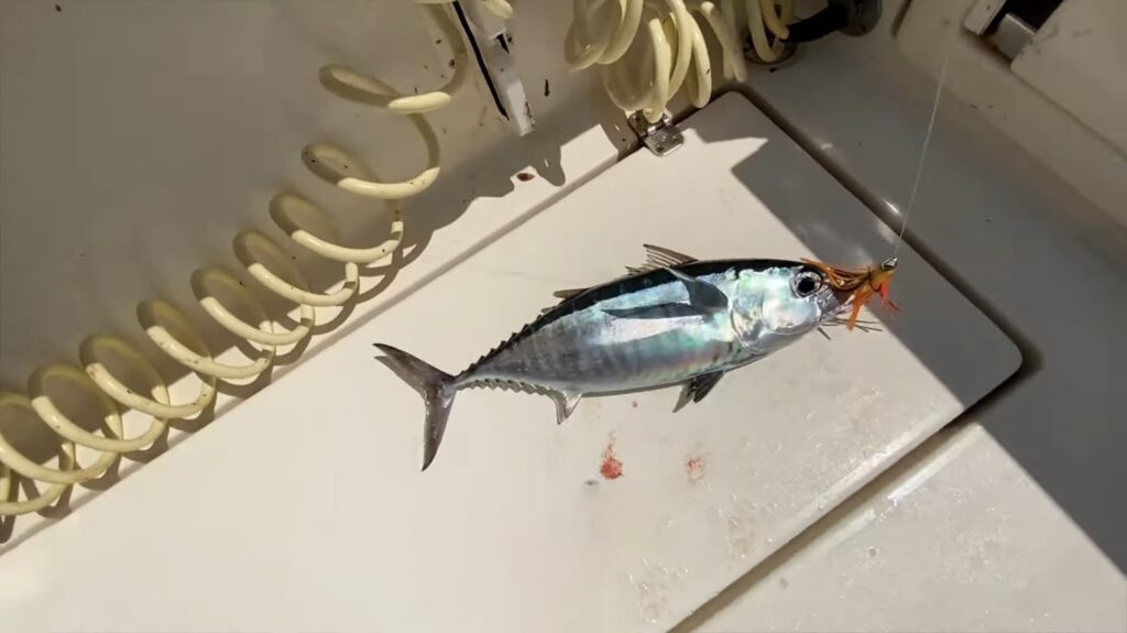 Blackfin Tuna - animals that start with b