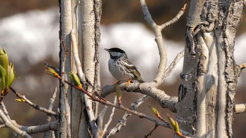 Blackpoll Warbler