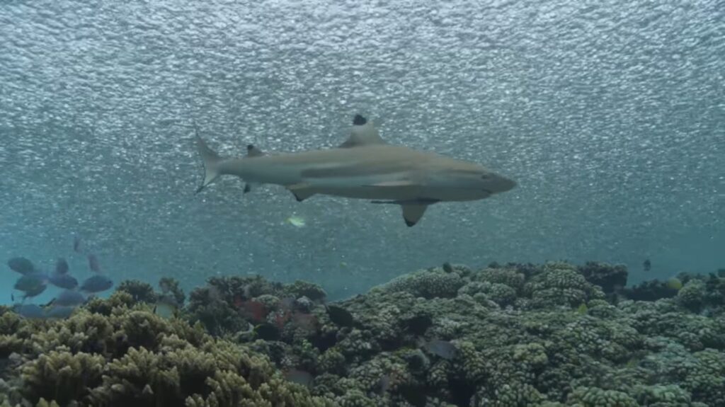 Blacktip Reef Shark