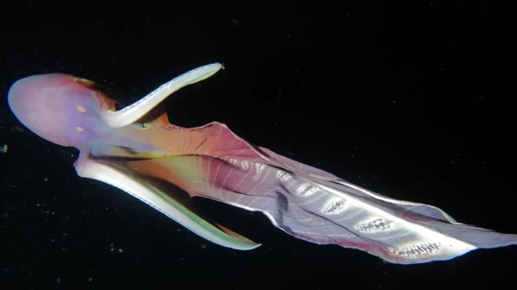 Blanket Octopus