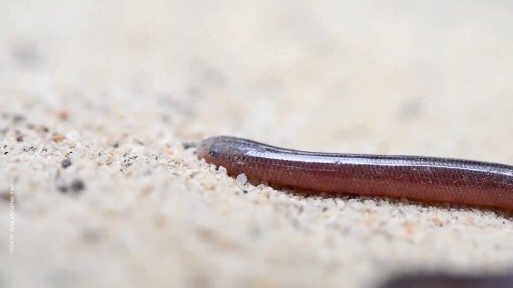 Blind Snake