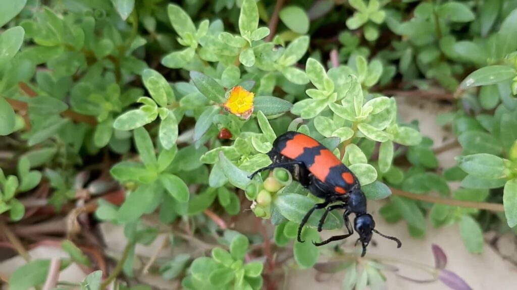 Blister Beetle