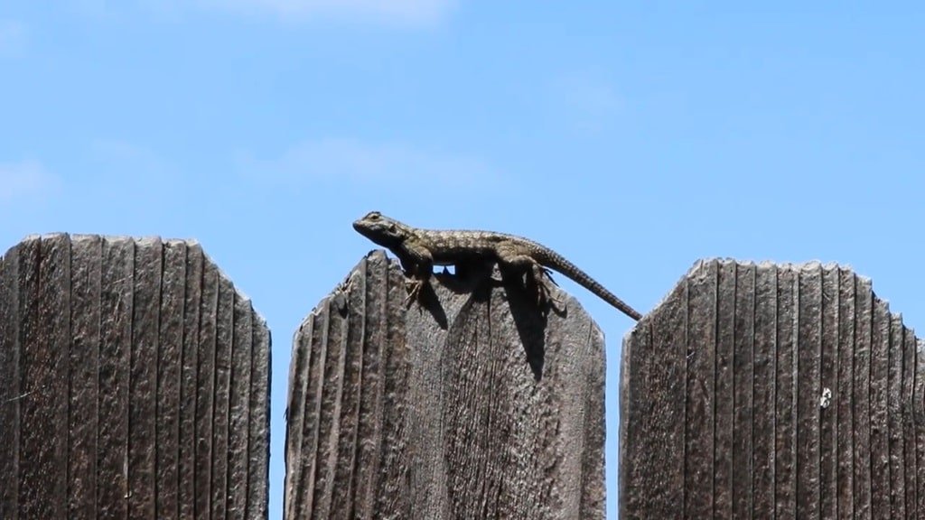 Blue Belly Lizard