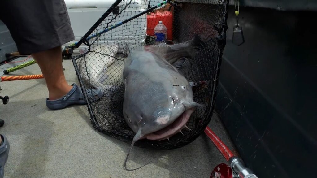 Blue Catfish