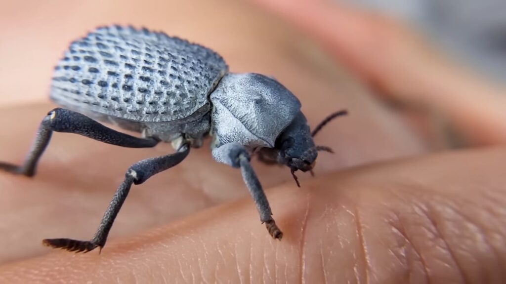 Blue Death Feigning Beetle