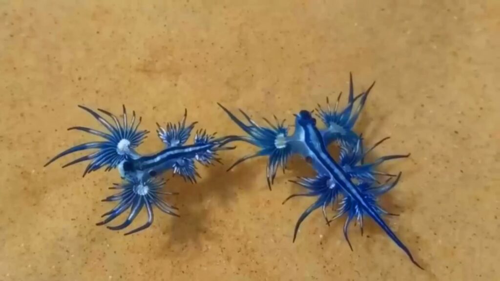 Blue Dragon Sea Slug