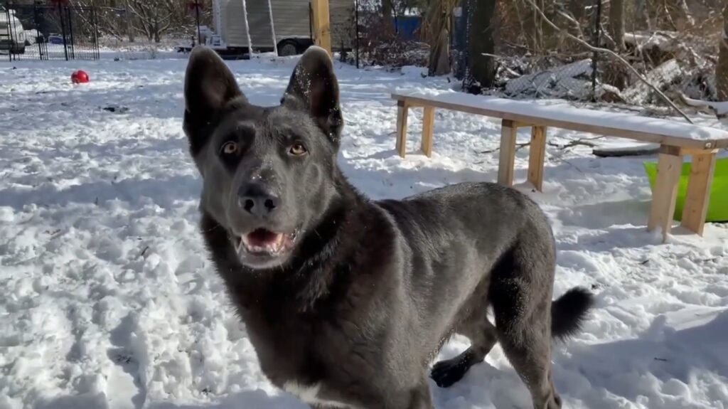 Blue German Shepherd.