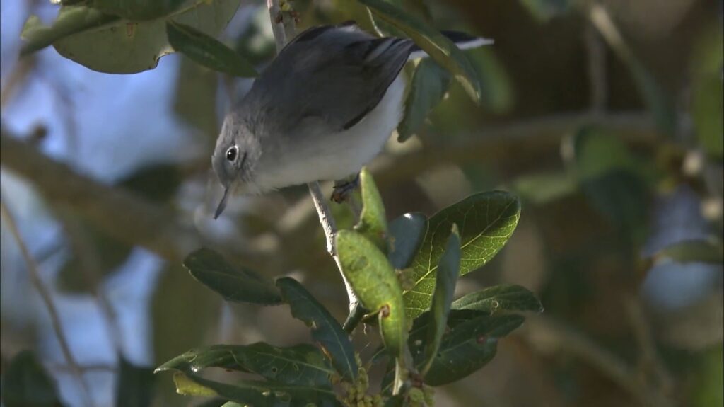 Blue Gray Gnatcatcher