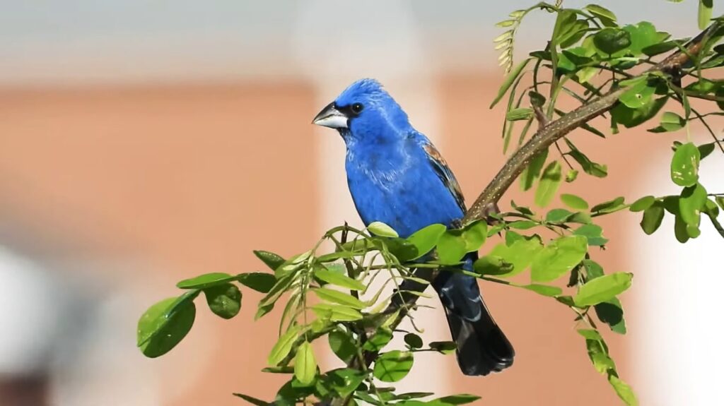 Blue Grosbeak - animals that start with b