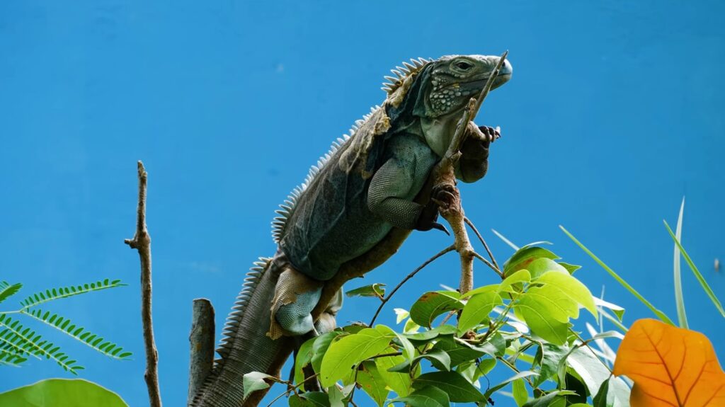 Blue Iguana - animals that start with b