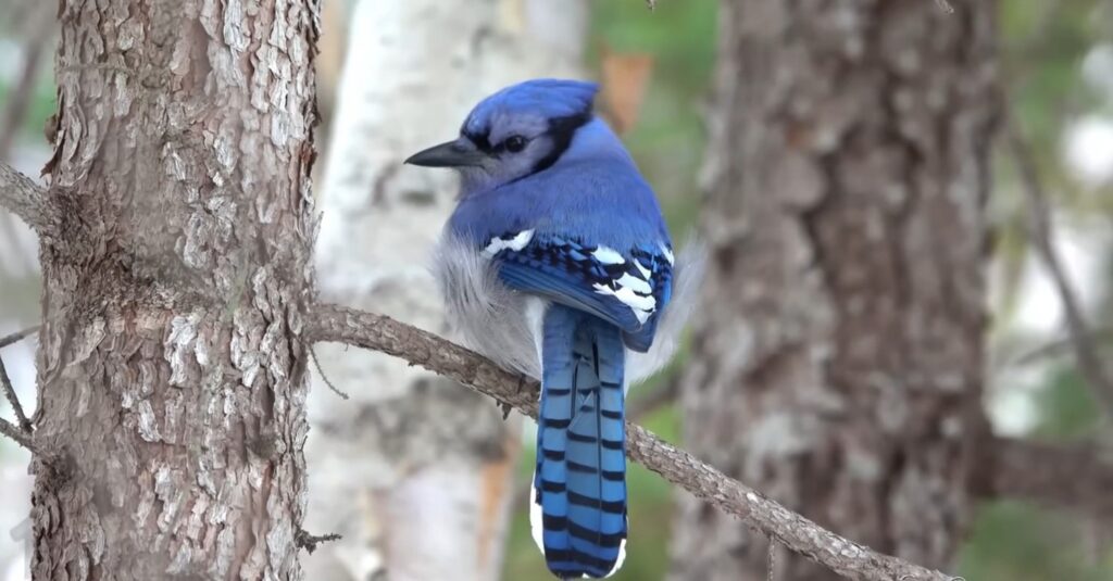 Blue Jay