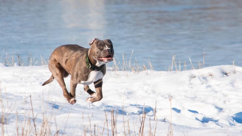 Blue Nose Pit Bull - animals that start with b