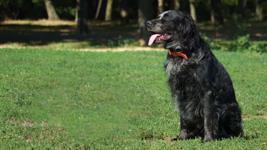 Blue Picardy Spaniel - animals that start with b