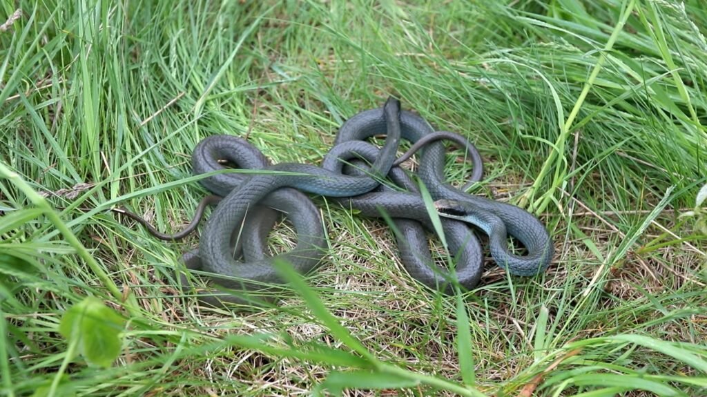 Blue Racer - animals that start with b