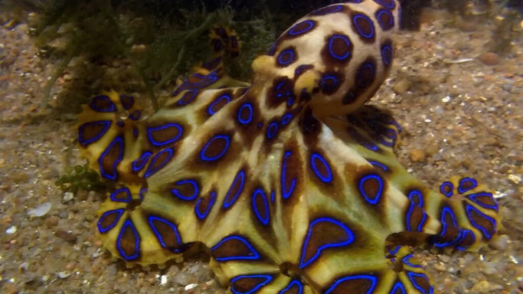 Blue-Ringed Octopus