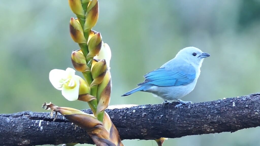 Blue Tanager (Blue-Grey Tanager)