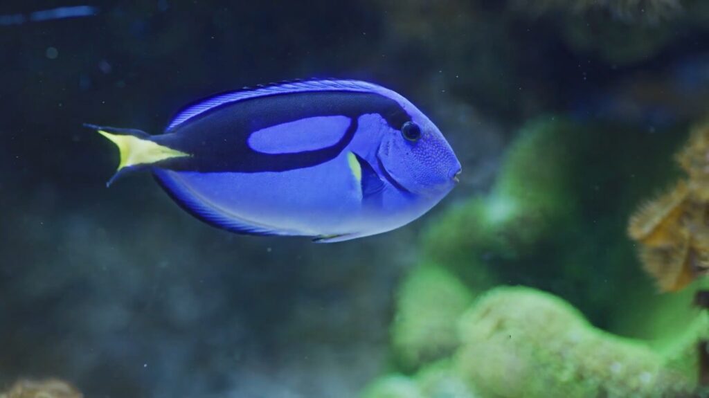 Blue Tang - animals that start with b