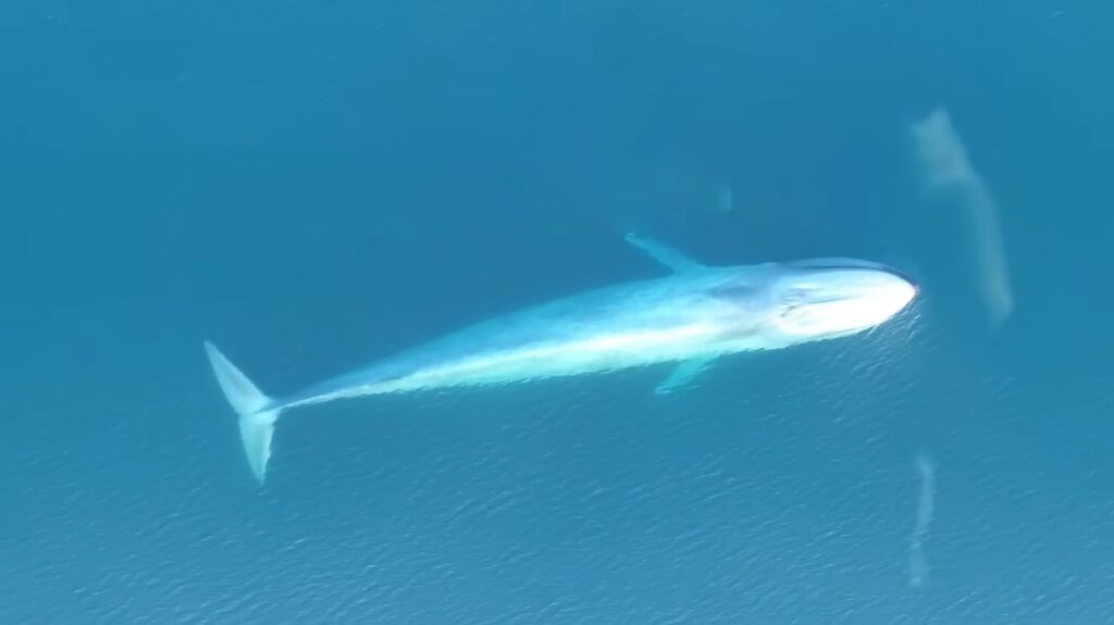 Blue Whale - animals that start with b