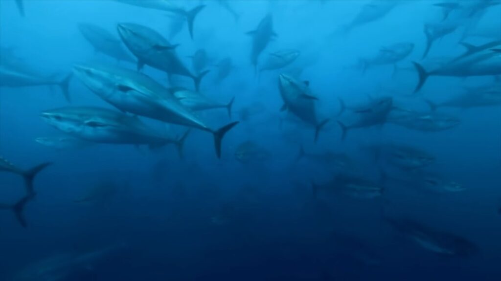 Bluefin Tuna