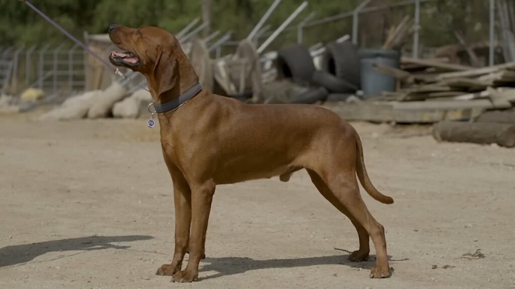 Bluetick Coonhound