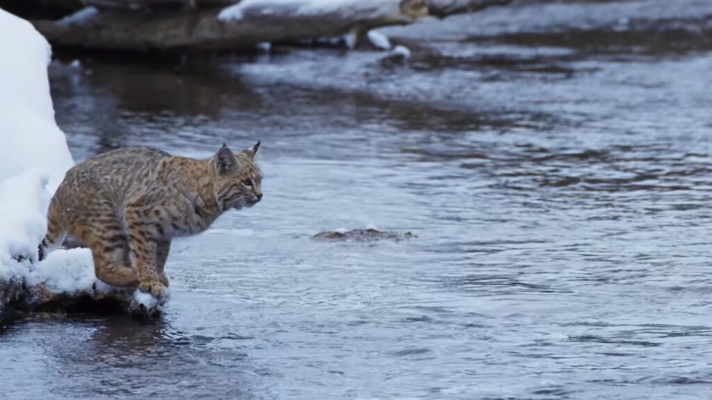 Bobcat