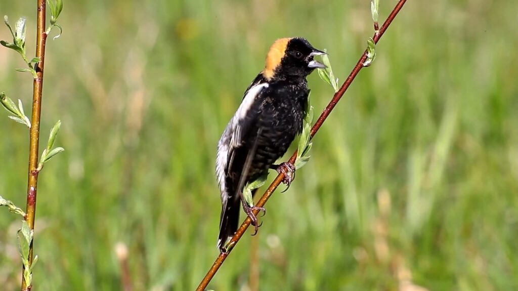 Bobolink