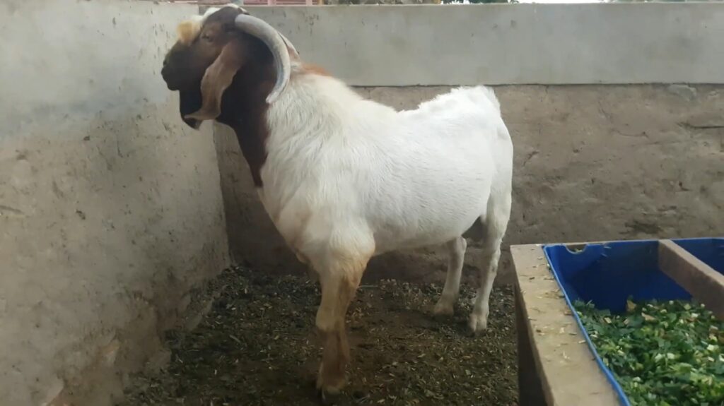 Boer Goat