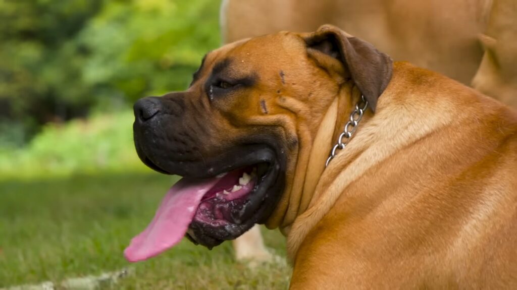 Boerboel - animals that start with b