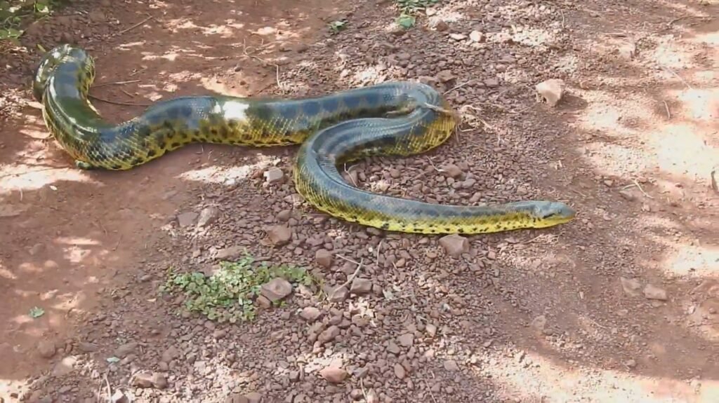 Bolivian Anaconda