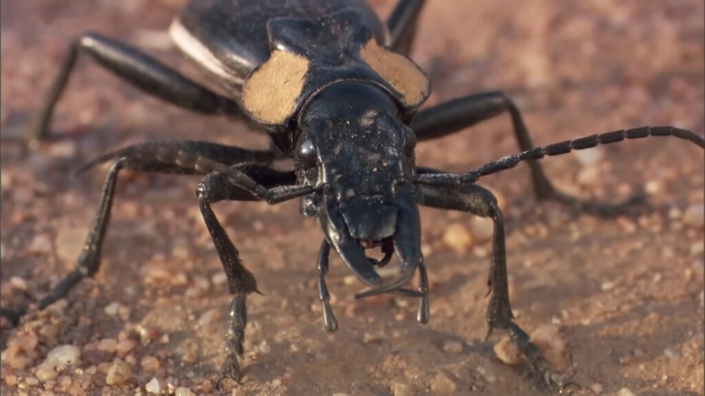 Bombardier Beetle - animals that start with b