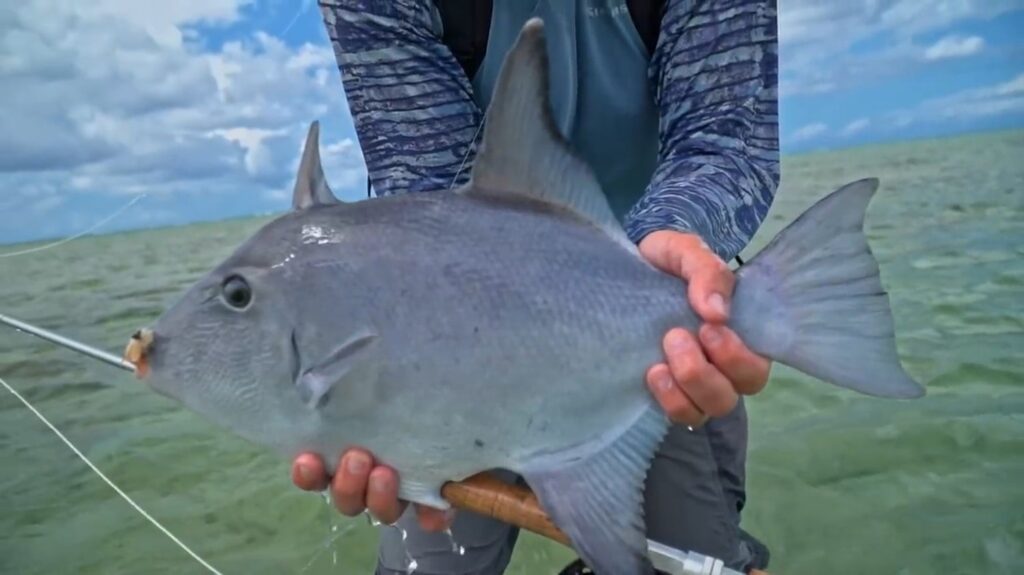 Bonefish - animals that start with b