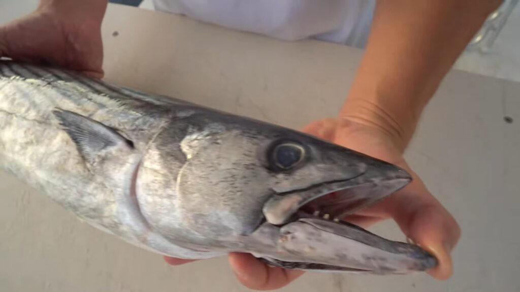 Bonito Fish