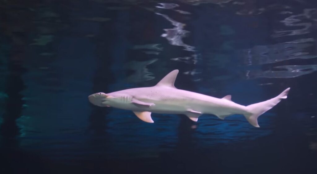 Bonnethead Shark