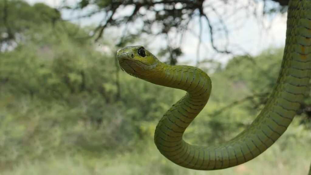 Boomslang