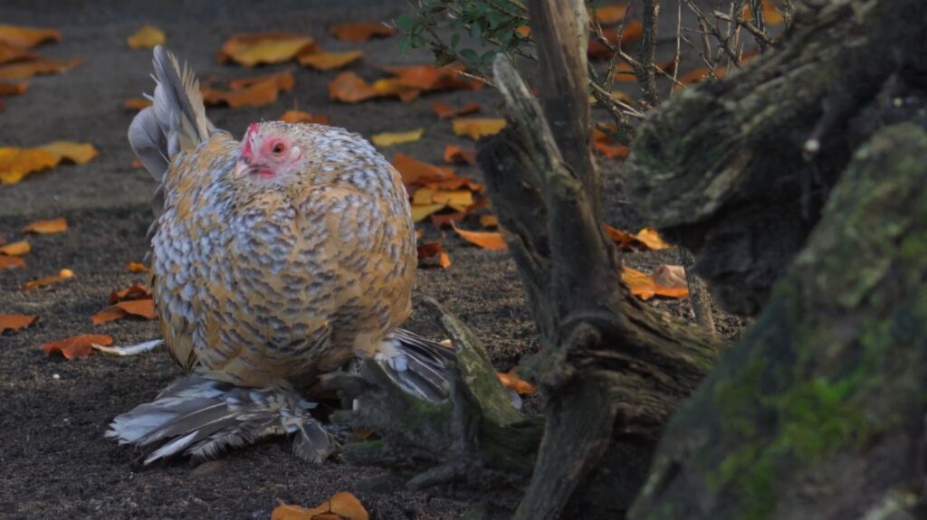 Booted Bantam