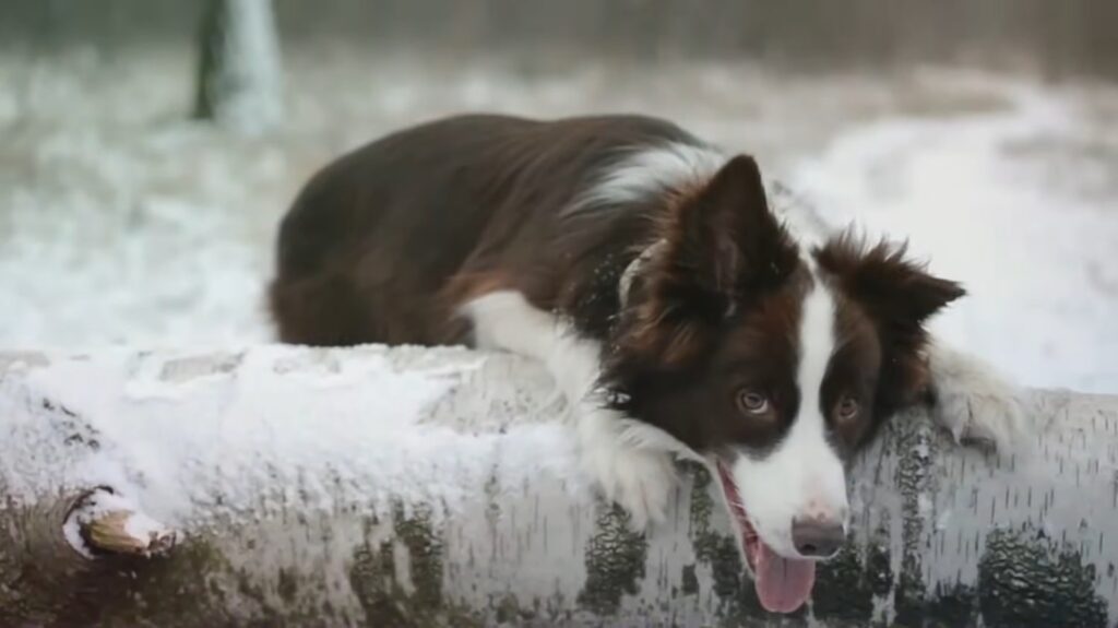 Border Collie