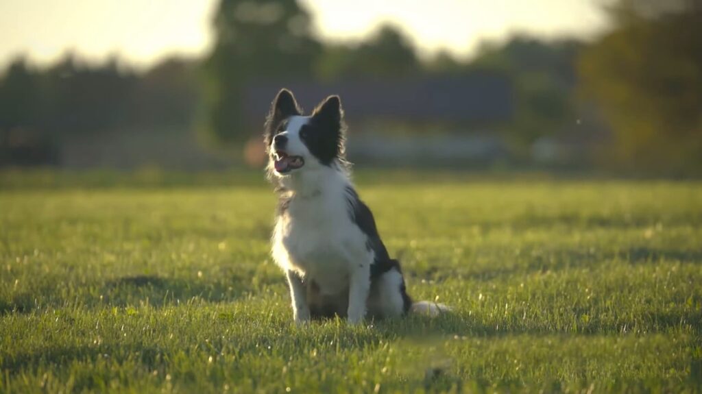 Border Collie Mix