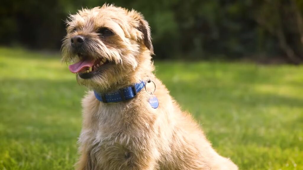 Border Terrier