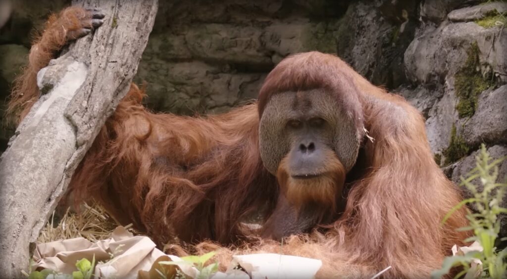 Bornean Orangutan