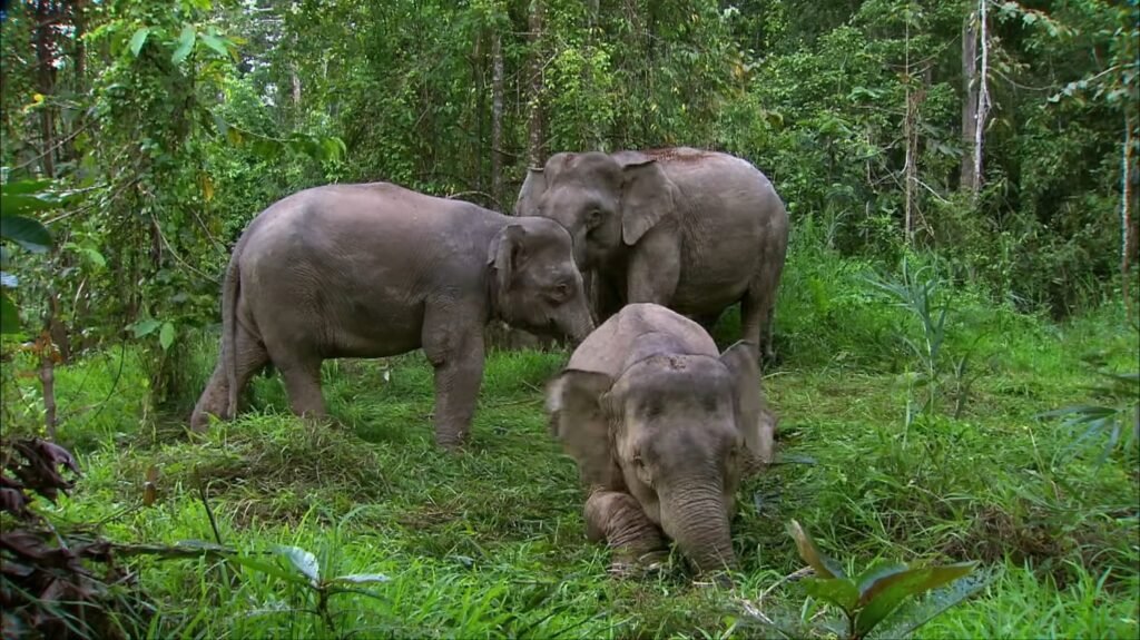 Borneo Elephant - animals that start with b