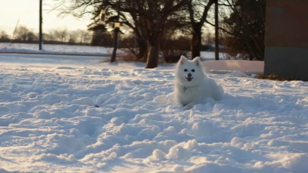 Boskimo - animals that start with b