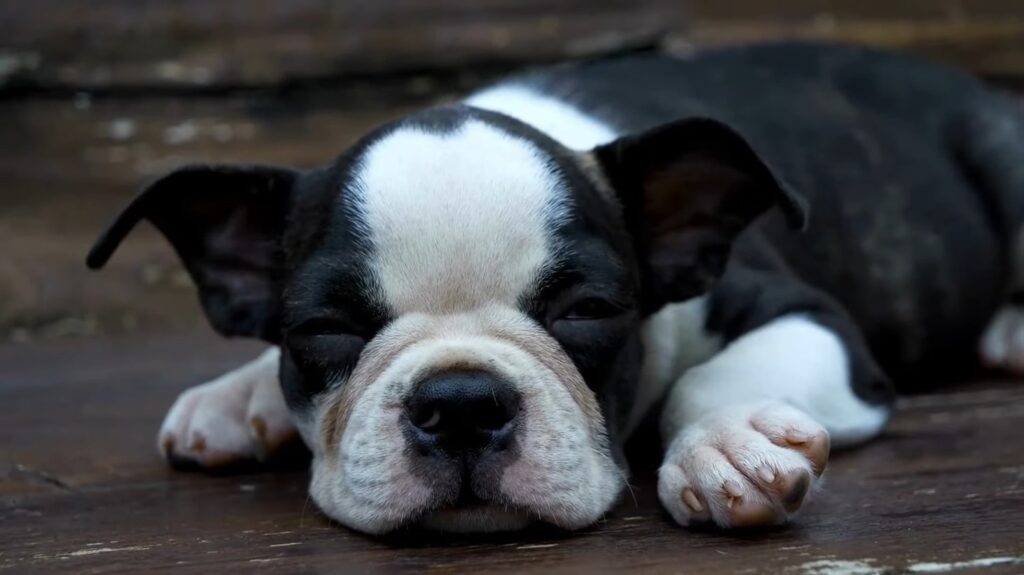 Boston Terrier - animals that start with b