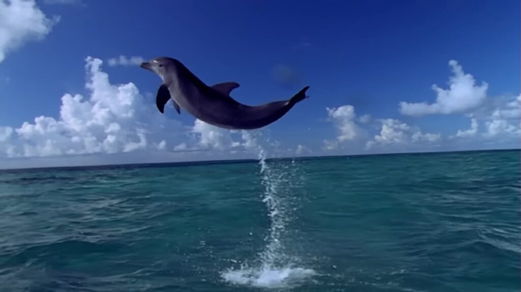 Bottlenose Dolphin - animals that start with b